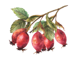 rama de salvaje escaramujos con rojo brezo frutas, perro Rosa con verde hojas. mano dibujado acuarela ilustración para tu pegatina, etiqueta imprimir, logo, tarjeta diseño clipart png