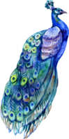 Watercolor illustration with peacock bird png