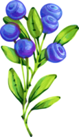 Blueberry branch, hand drawn marker illustration in watercolor technique. For postcards, greeting cards, stickers, magnets, scrapbooking png