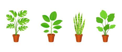Set of indoor plants in flower pots. Vector illustration of ficus, sansevieria and calathea in flat style.