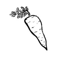 a black and white drawing of a carrot vector