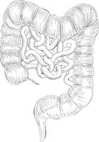 de moda grande intestino vector