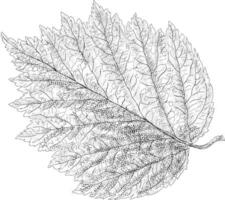 Trendy Alder Leaf vector