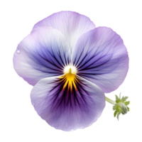 viooltje PNG geïsoleerd viooltje bloem PNG Purper viooltje bloem transparant achtergrond