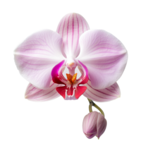 orchidée png orchidée fleur png orchidée transparent Contexte