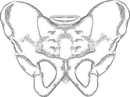 Trendy Pelvis Concepts vector