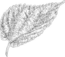 Trendy Ovate Leaf vector