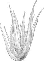 aloe vera de moda vector