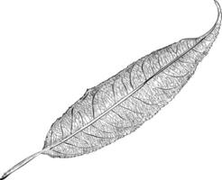 Trendy Oblong Leaf vector