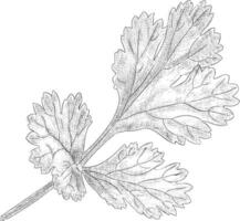 Trendy Coriander Leaf vector