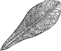 Trendy Oblong Leaf vector