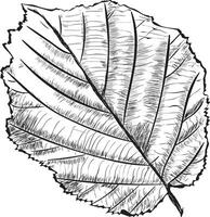 Trendy Alder Leaf vector