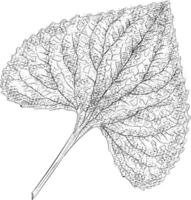 Trendy Poplar Leaf vector