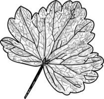 Trendy Maple Leaf vector