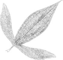 Trendy Compound Leaf vector