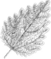 Trendy Broad leaf vector