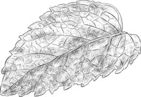 Trendy Ovate Leaf vector