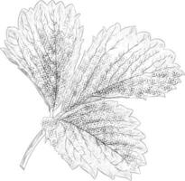 Hand Drawn Leaf vector
