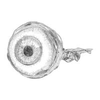 Trendy Eyeball Concepts vector