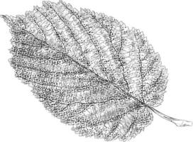 Trendy Ovate Leaf vector