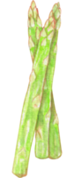 vattenfärg vegetabiliska sparris png