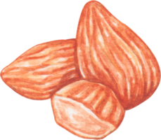 watercolor almond sticker clip art png