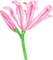 vattenfärg blomma nerine png