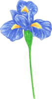 watercolor flower iris png