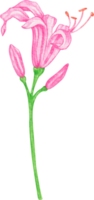 watercolor flower nerine png