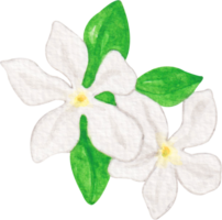 aquarelle fleur jasmin png