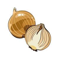 Yellow onion whole and half in flat style vector