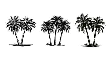 isolated palms trees ink illustration collection vector