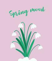 Spring mood. Snowdrops blooming in the snow. Delicate forest white flower of common snowdrop. Vector illustration in flat style. For design, decoration and print