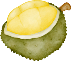 watercolor durian clip art png