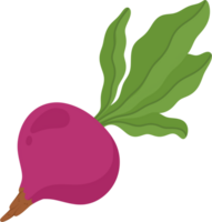 Rote Beete Gemüse Illustration Clip Kunst png