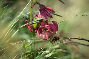 a flower in the grass photo