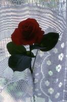 a single red rose photo