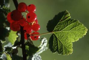 red currants on a branch photo