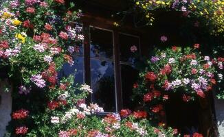 a window with flowers hanging from it photo