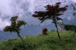 a cow grazing on a hillside with trees in the background photo