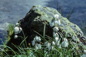 a group of white flowers growing near a rock photo