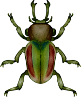 clipart de escarabajo de acuarela png