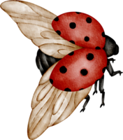 Aquarell Marienkäfer ClipArt png