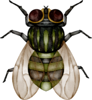 aguarela mosca grampo arte png