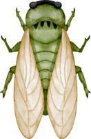 watercolor cicada clip art png