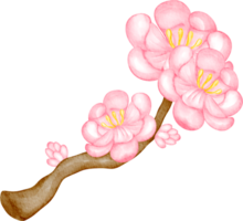 watercolor japanese sakura png