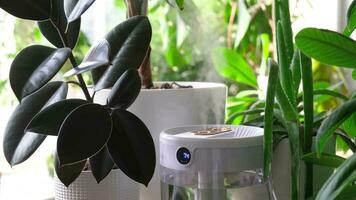 steam from the air humidifier during heating period, surrounded by houseplants. Plant care. Increasing moisture in the apartment. video