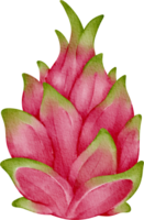 aquarell drachenfrucht png