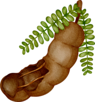 vattenfärg tamarind frukt png