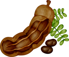 vattenfärg tamarind frukt png